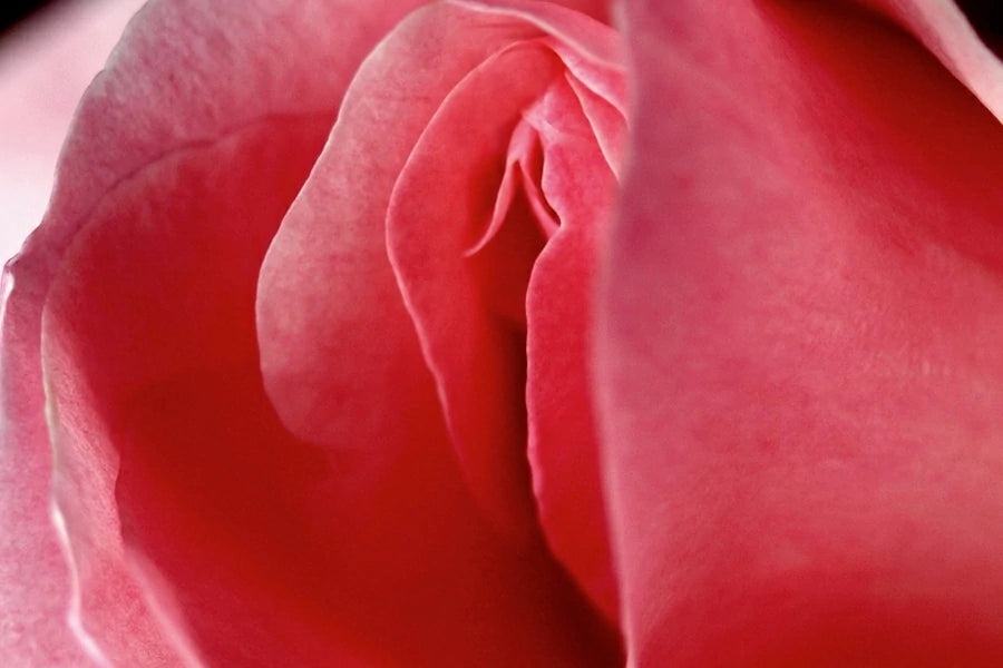 Pleasure
            
            
          
            
            
              Amplified:
            
            
          
            
            
              Unveiling
            
            
          
            
            
              Clitoral
            
            
          
            
            
              Toys